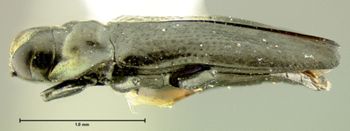 Media type: image;   Entomology 17233 Aspect: habitus lateral view